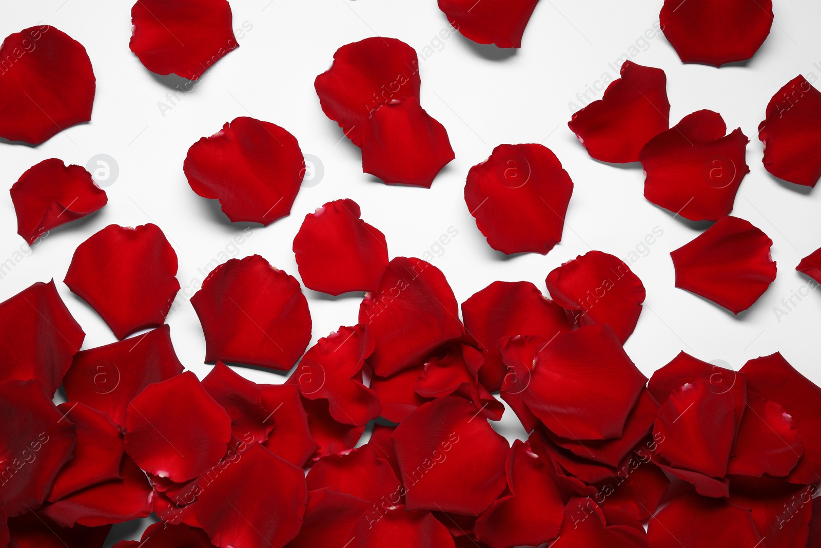 Photo of Beautiful red rose petals on white background, top view