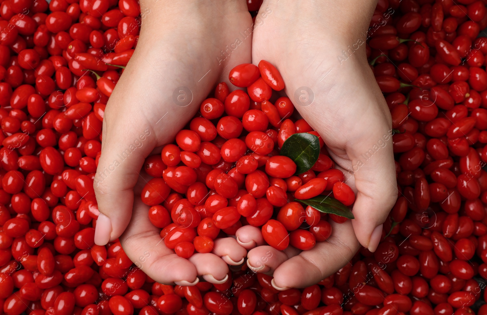 Photo of Woman holding pile of fresh ripe goji berries, top view