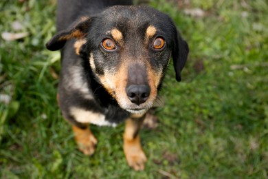 Photo of Adorable dog on chain outdoors, closeup view