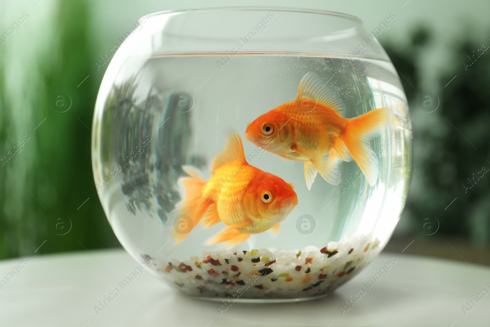 Photo of Beautiful bright small goldfishes in round glass aquarium on table indoors