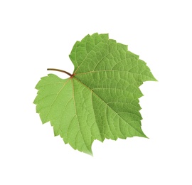 Fresh green leaf isolated on white. Grape plant