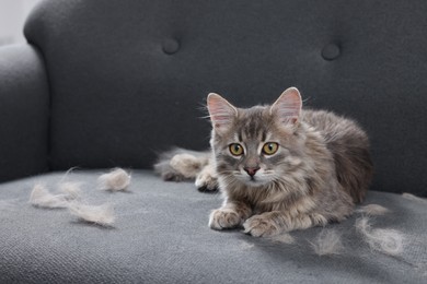 Photo of Cute cat and pet hair on grey sofa indoors