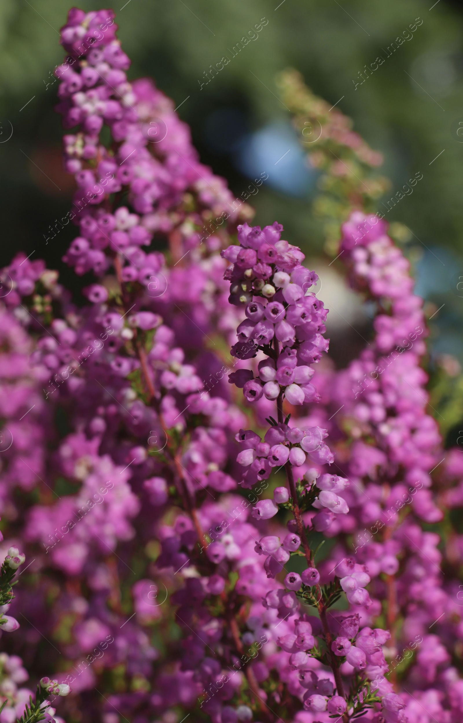 Photo of Heather shrub with blooming flowers outdoors, closeup