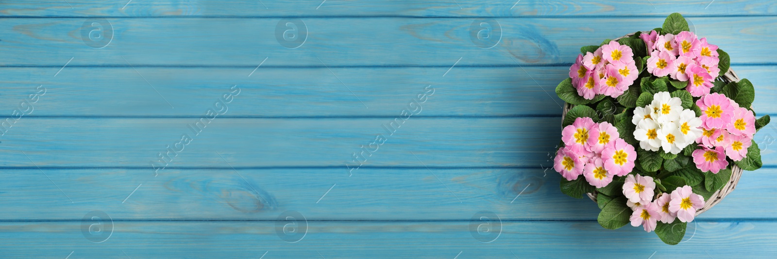 Image of Beautiful spring primula (primrose) flowers on light blue wooden table, top view with space for text. Banner design