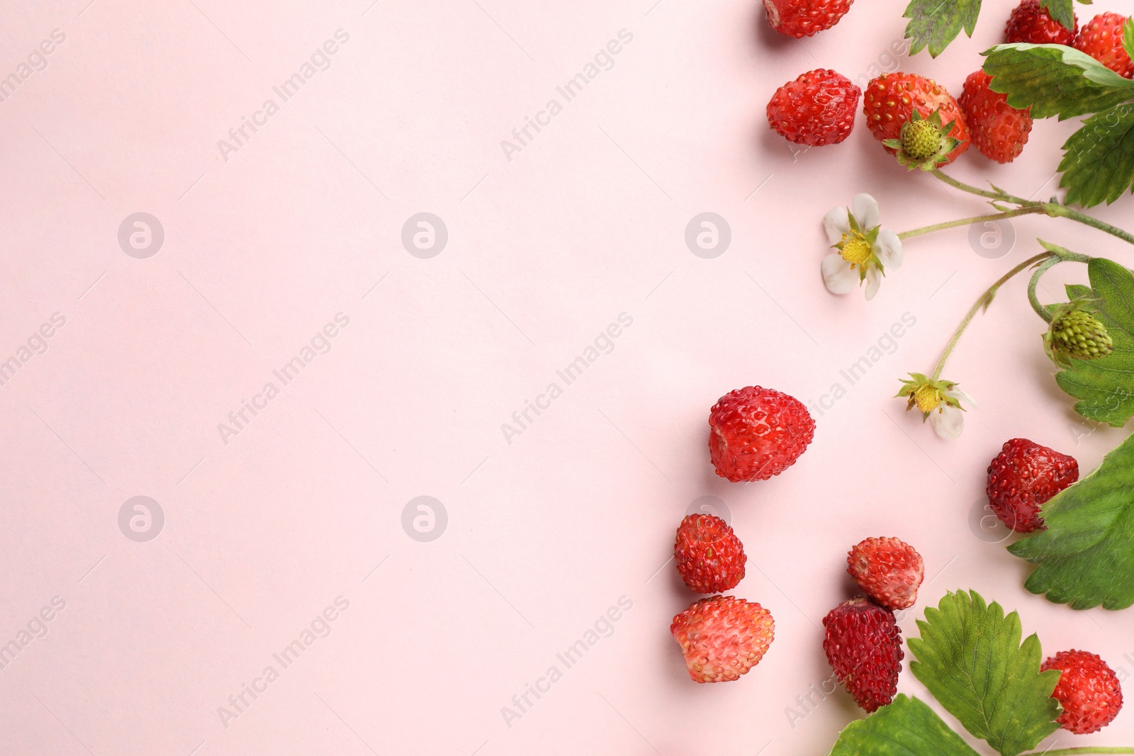 Photo of Many fresh wild strawberries, flowers and leaves on beige background, flat lay. Space for text