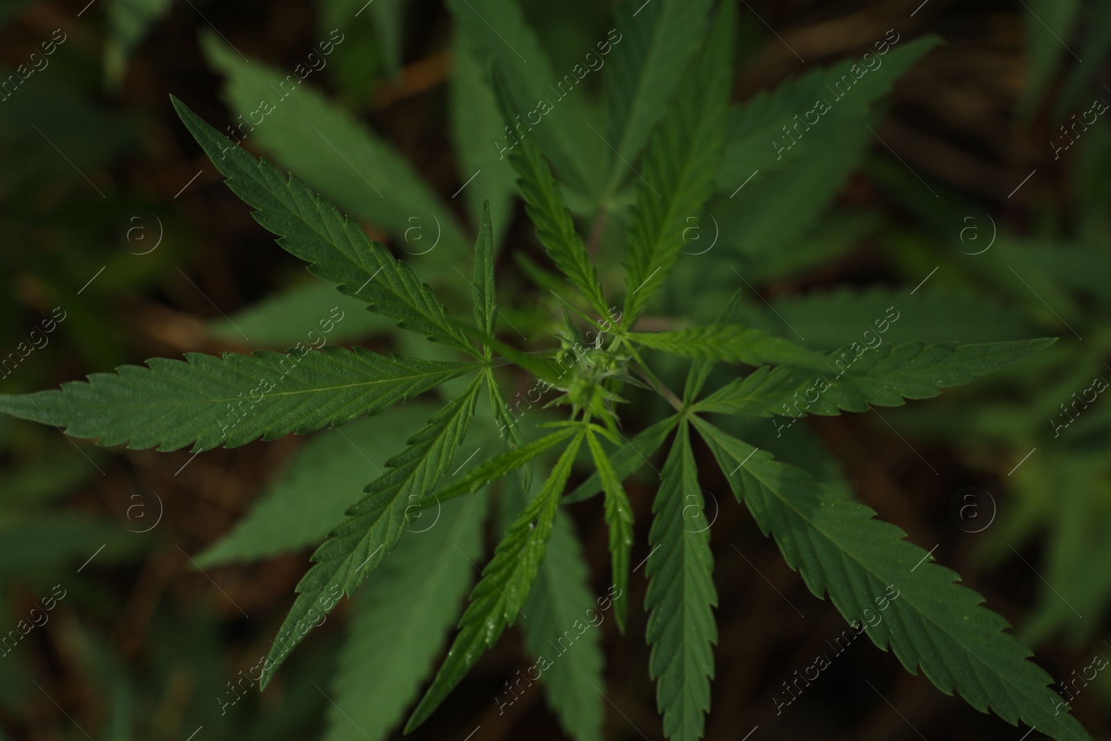 Photo of Green organic hemp growing outdoors, top view