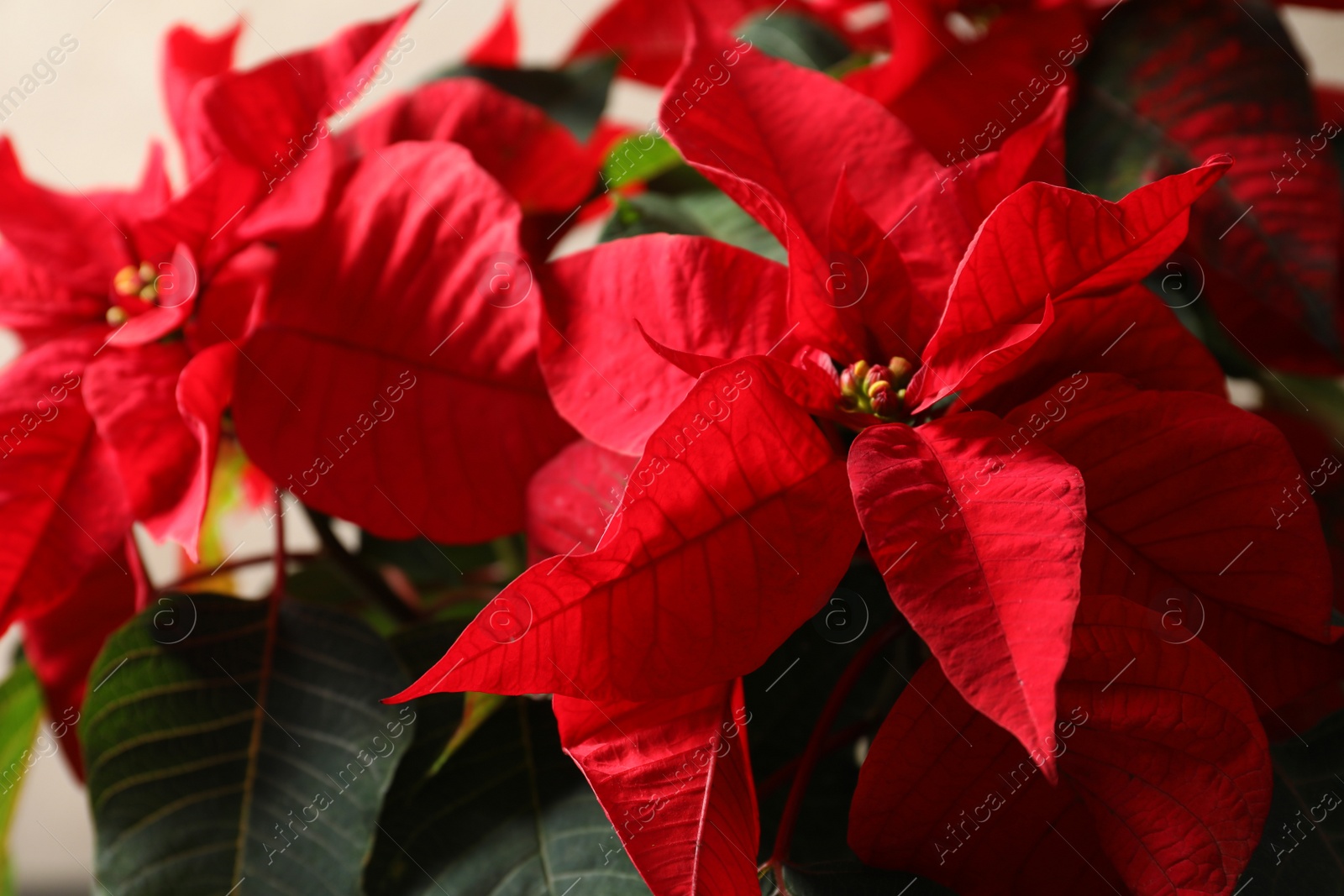 Photo of Closeup view of poinsettia (traditional Christmas flower)