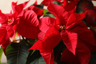 Photo of Closeup view of poinsettia (traditional Christmas flower)