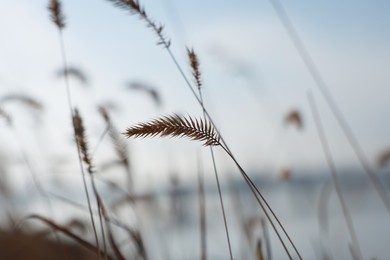 Photo of Many beautiful plants outdoors at sunset, closeup