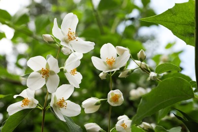 Photo of View of beautiful blossoming jasmine bush outdoors