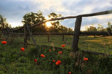 Photo of Picturesque view of countryside with wooden fence and blooming red poppies in morning