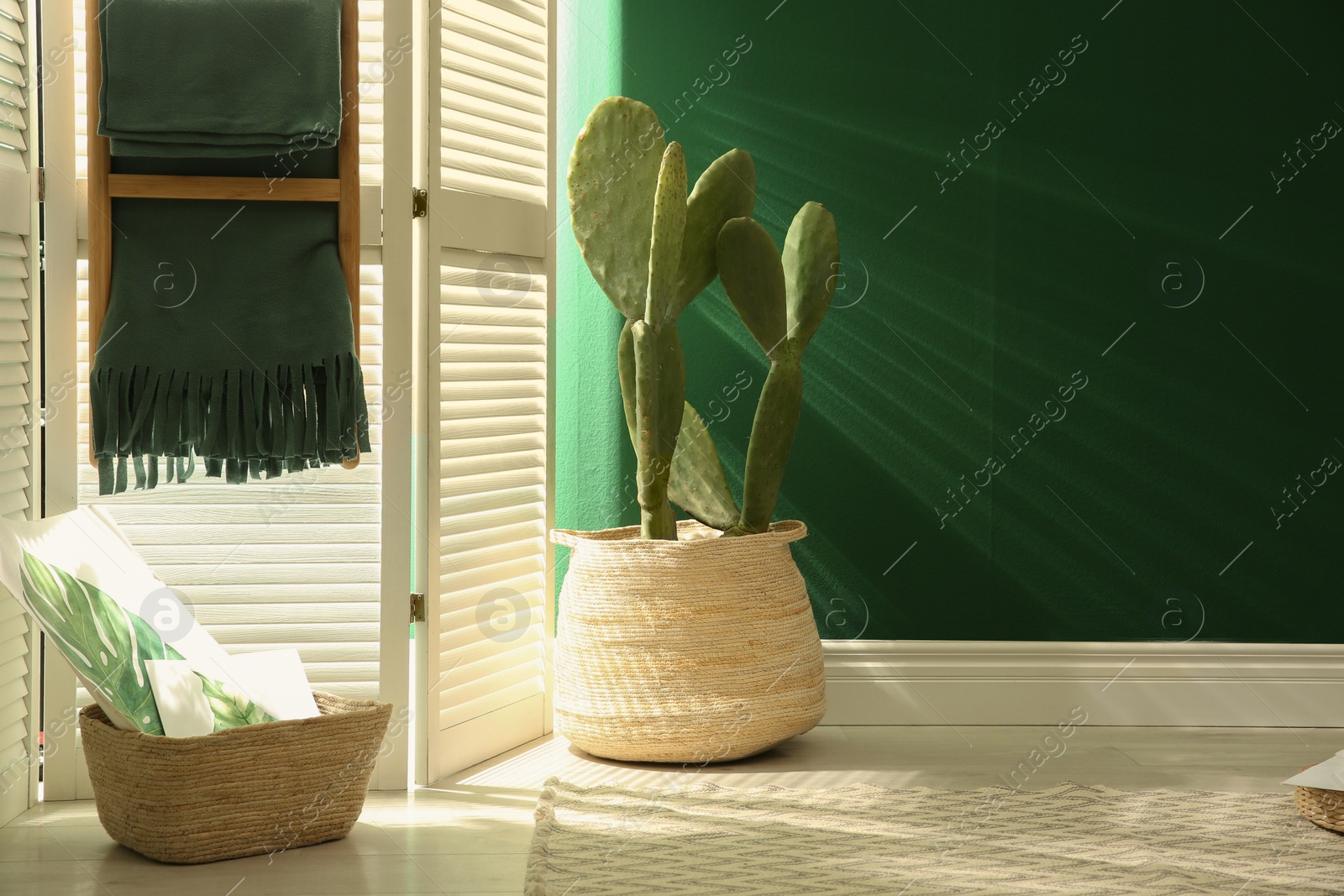 Photo of Potted cactus near green wall indoors. Space for text