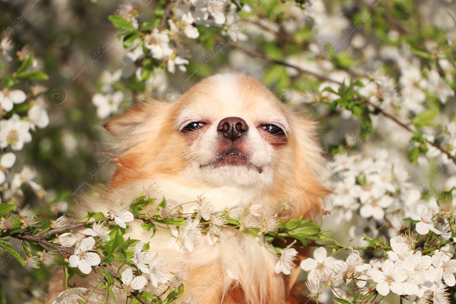 Photo of Cute fluffy Chihuahua dog near blossoming bush outdoors