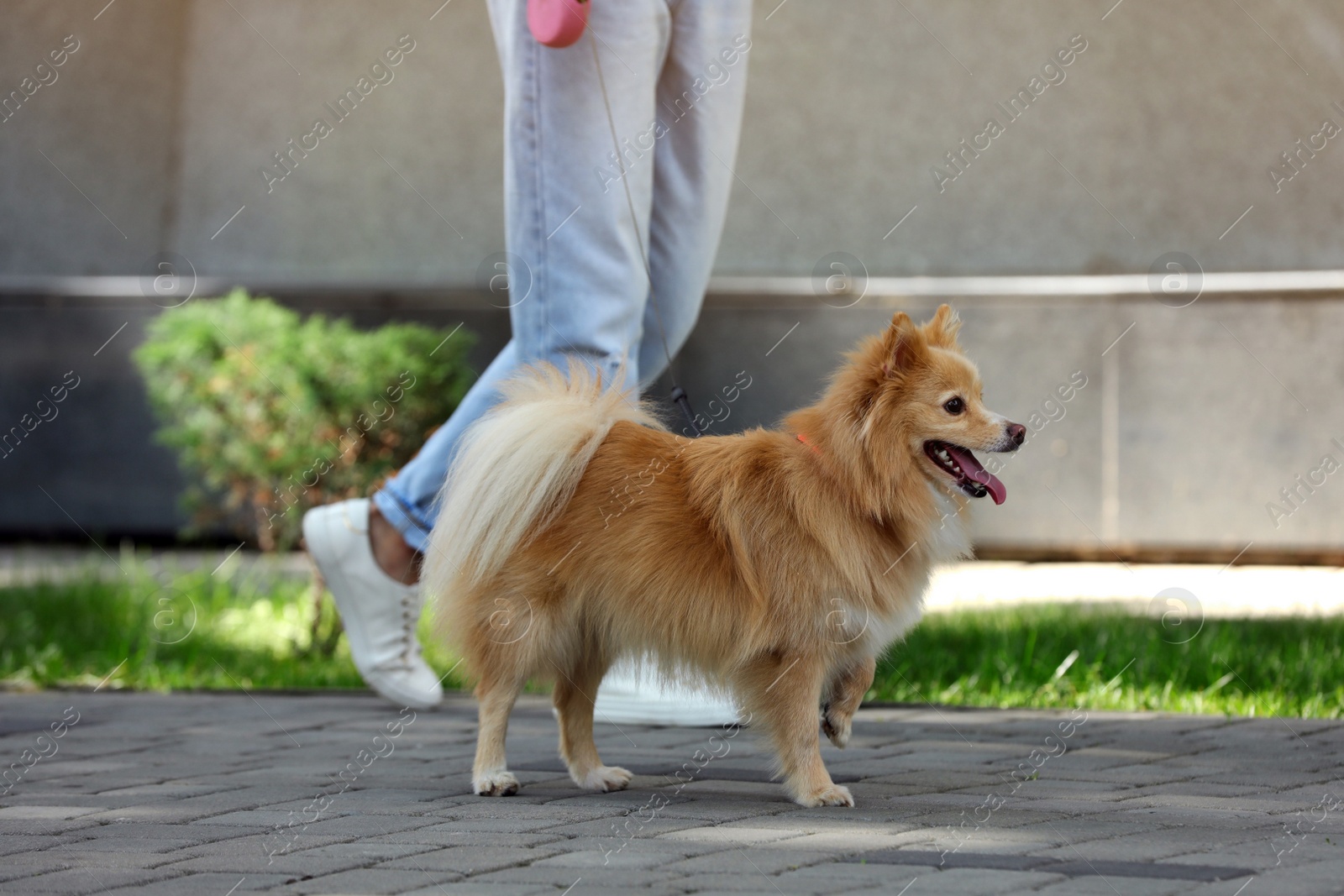 Photo of Woman with her cute dog walking on city street. closeup