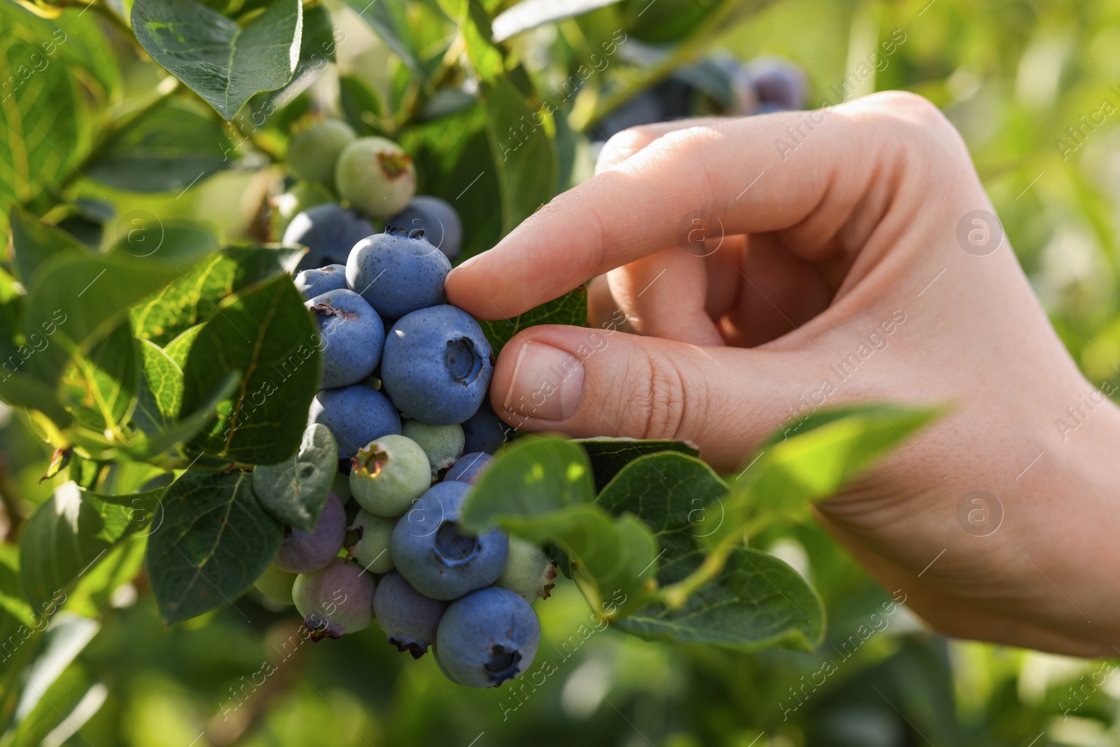 Photo of Woman picking up wild blueberries outdoors, closeup. Seasonal berries