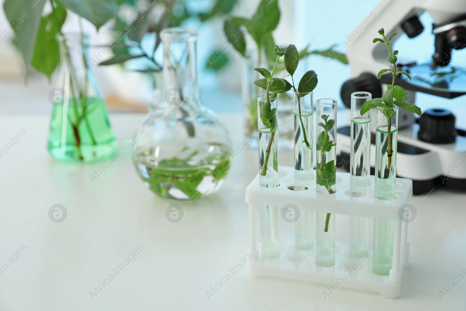 Photo of Test tubes with plants in rack on table, space for text. Biological chemistry