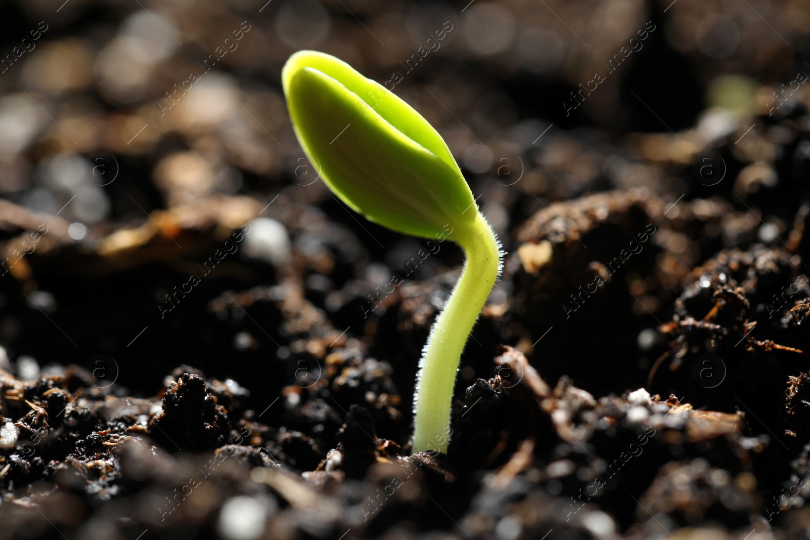 Photo of Little green seedling growing in soil, closeup