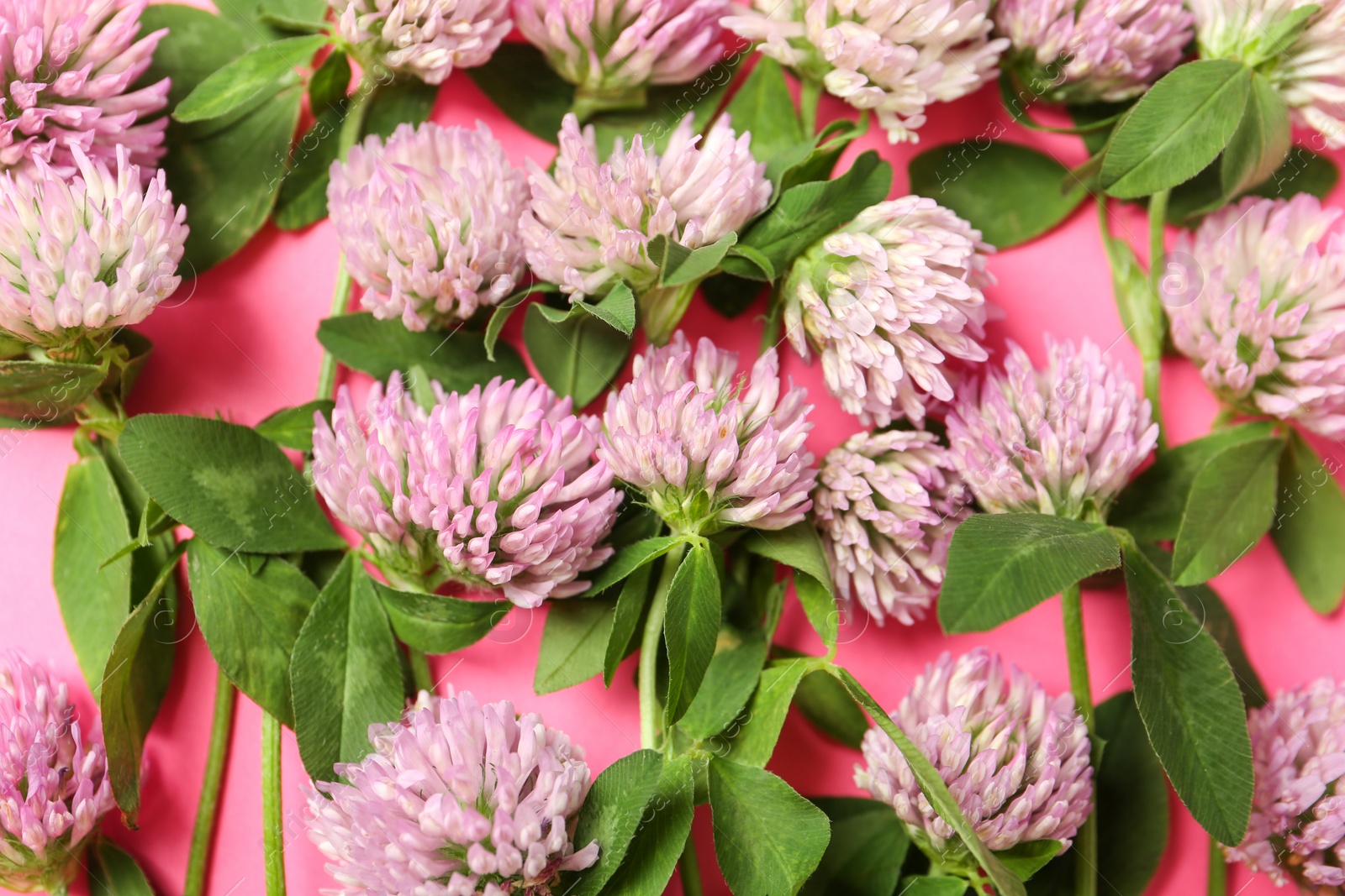 Photo of Beautiful clover flowers on pink background, flat lay