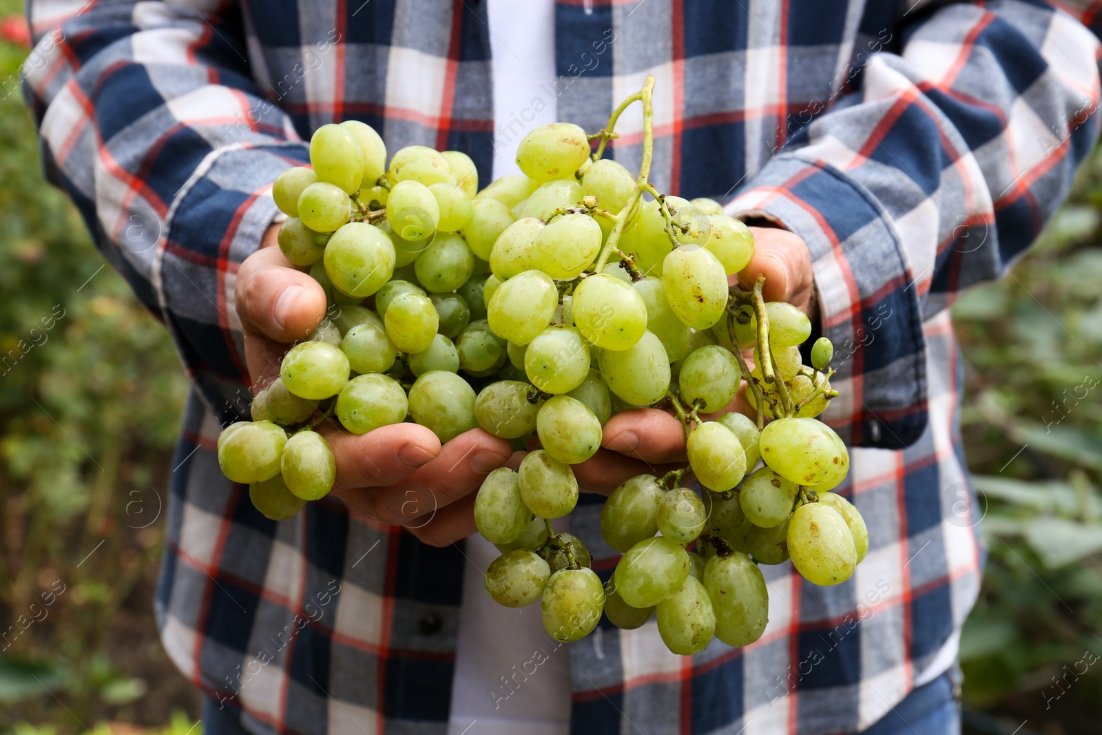 Photo of Farmer holding bunch of ripe grapes in vineyard, closeup