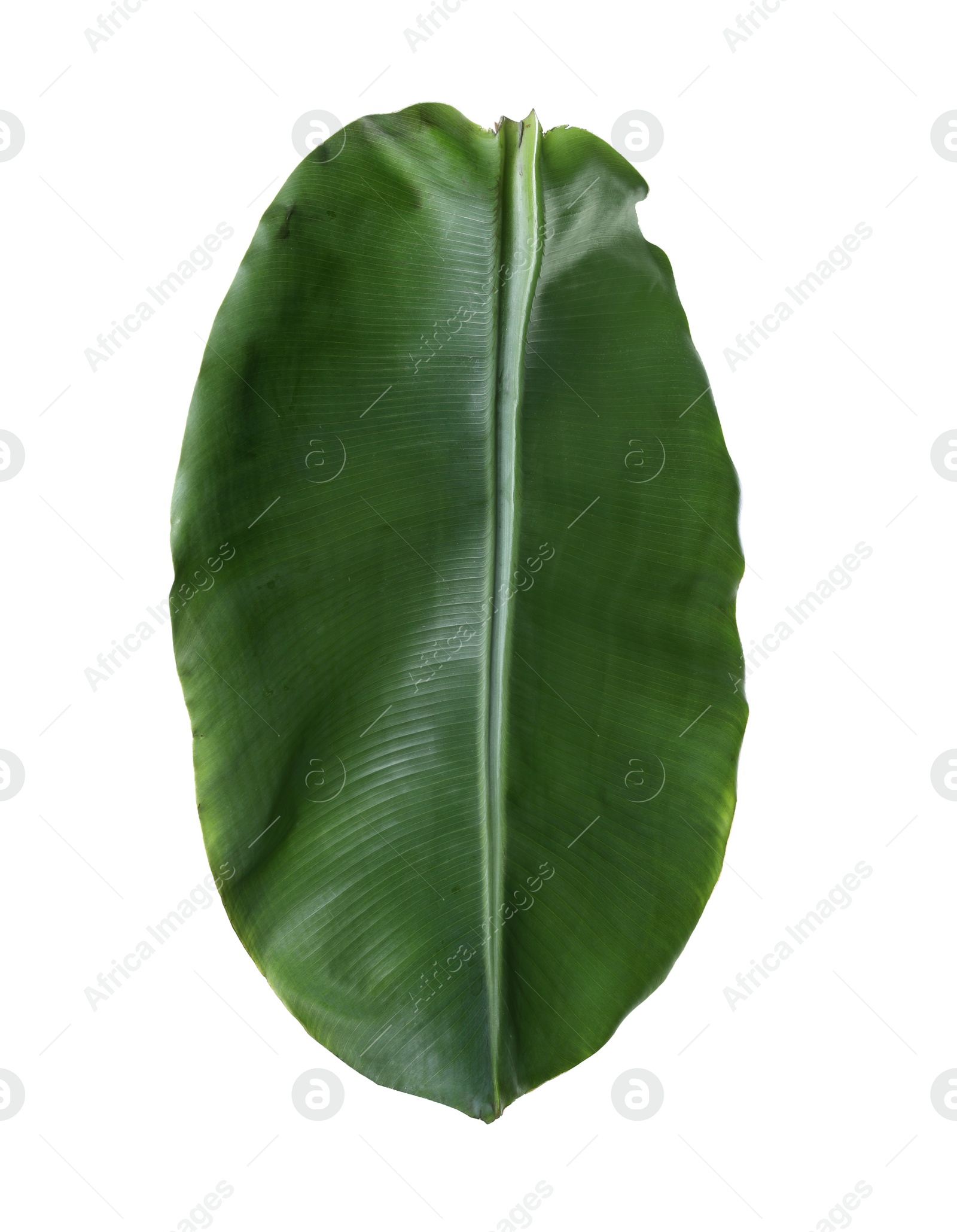 Photo of Fresh green banana leaf on white background. Tropical foliage