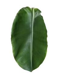 Photo of Fresh green banana leaf on white background. Tropical foliage