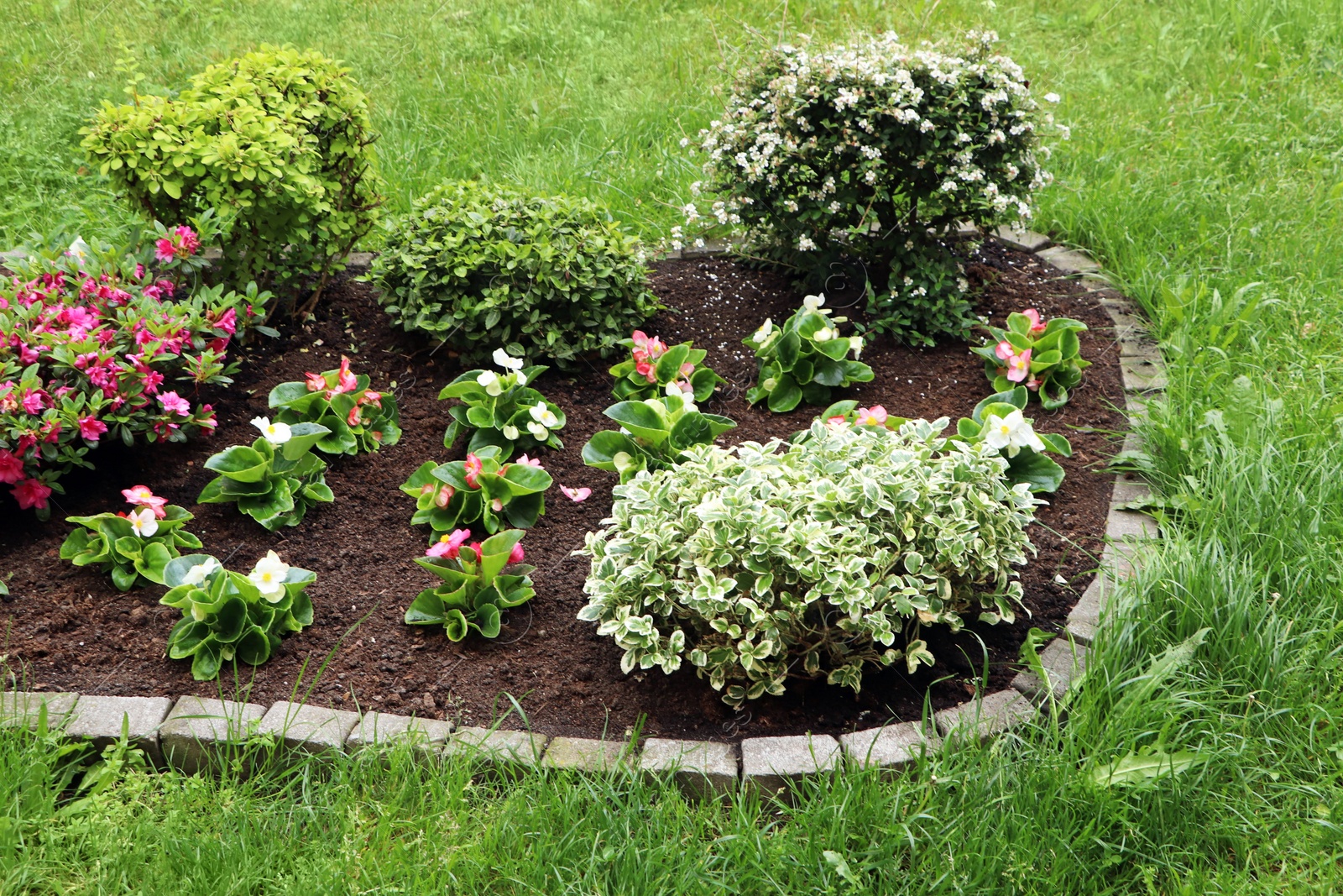 Photo of Beautiful flowerbed with different plants outdoors. Gardening and landscaping