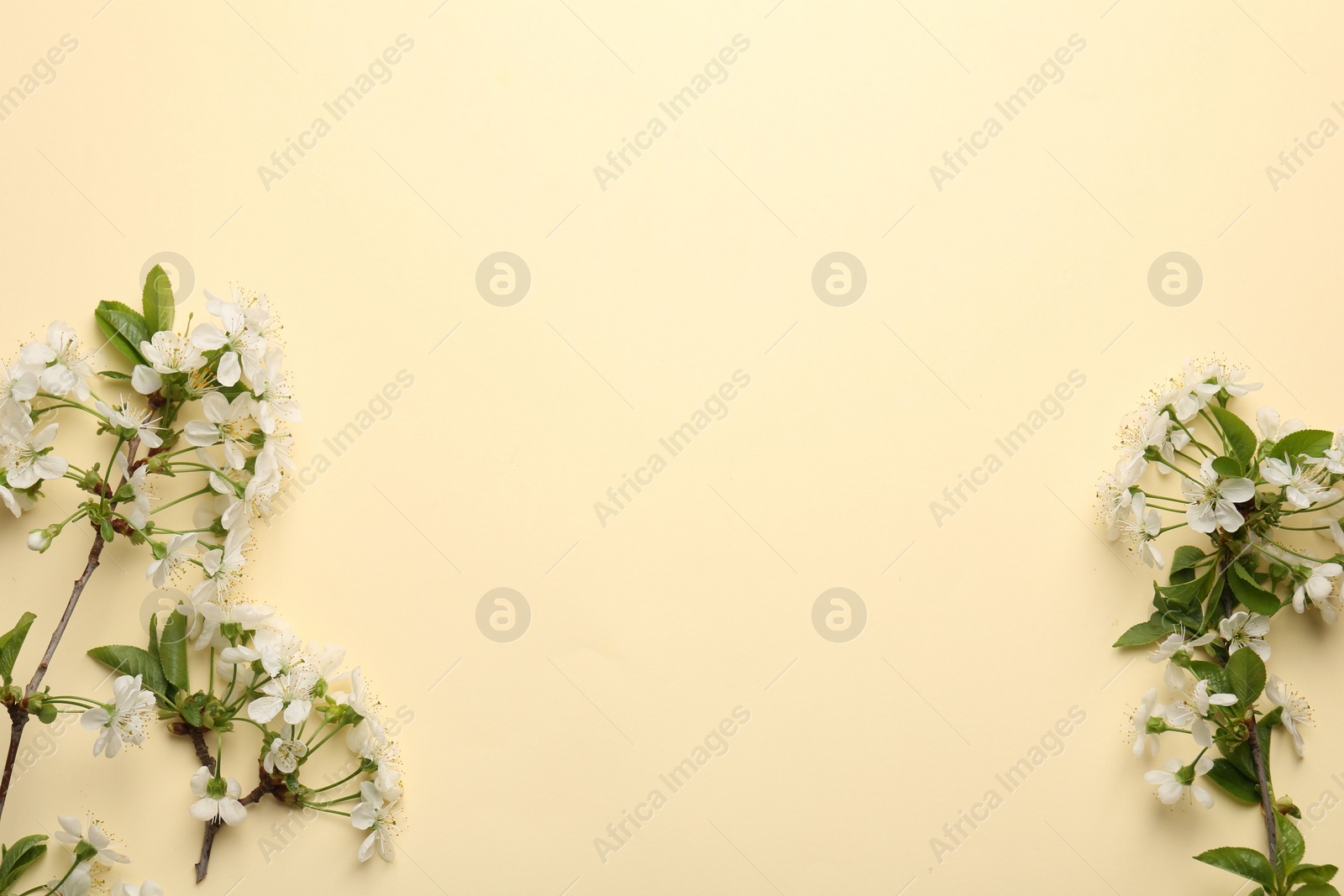 Photo of Spring tree branches with beautiful blossoms on beige background, flat lay. Space for text