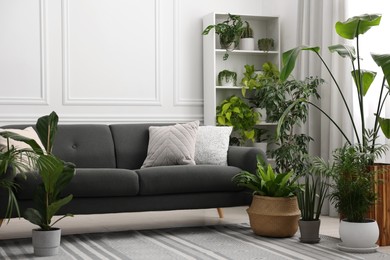 Photo of Cozy room interior with different potted green houseplants and comfortable sofa