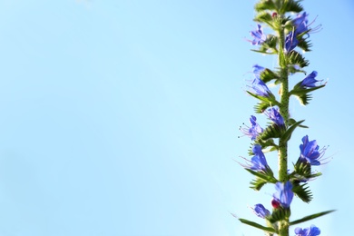 Photo of Beautiful wild flower with blue sky on background, space for text. Amazing nature in summer