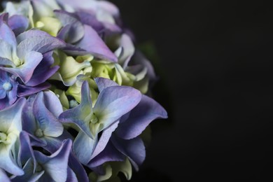 Beautiful hydrangea flowers on dark blurred background, closeup. Space for text