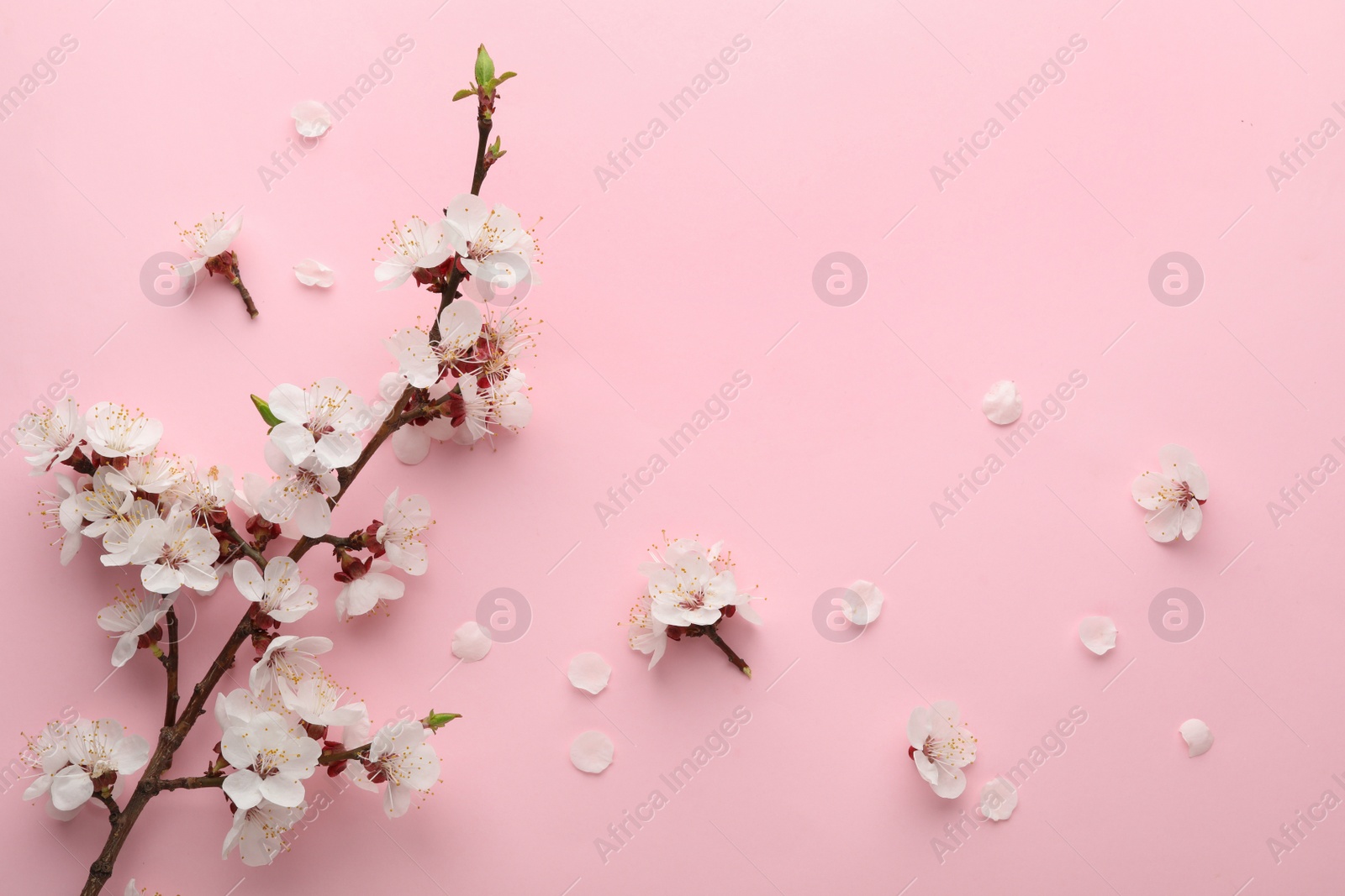 Photo of Beautiful fresh spring flowers on color background, top view with space for text