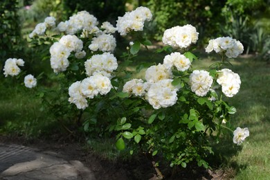Photo of Bushes with beautiful white roses in garden