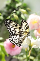 Photo of Beautiful rice paper butterfly on white flower in garden