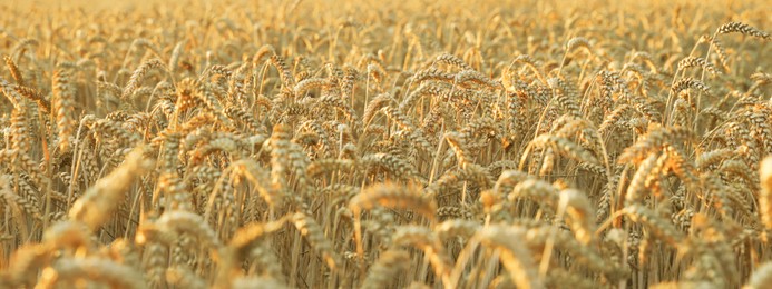 Image of Beautiful field with ripe wheat spikes. Banner design
