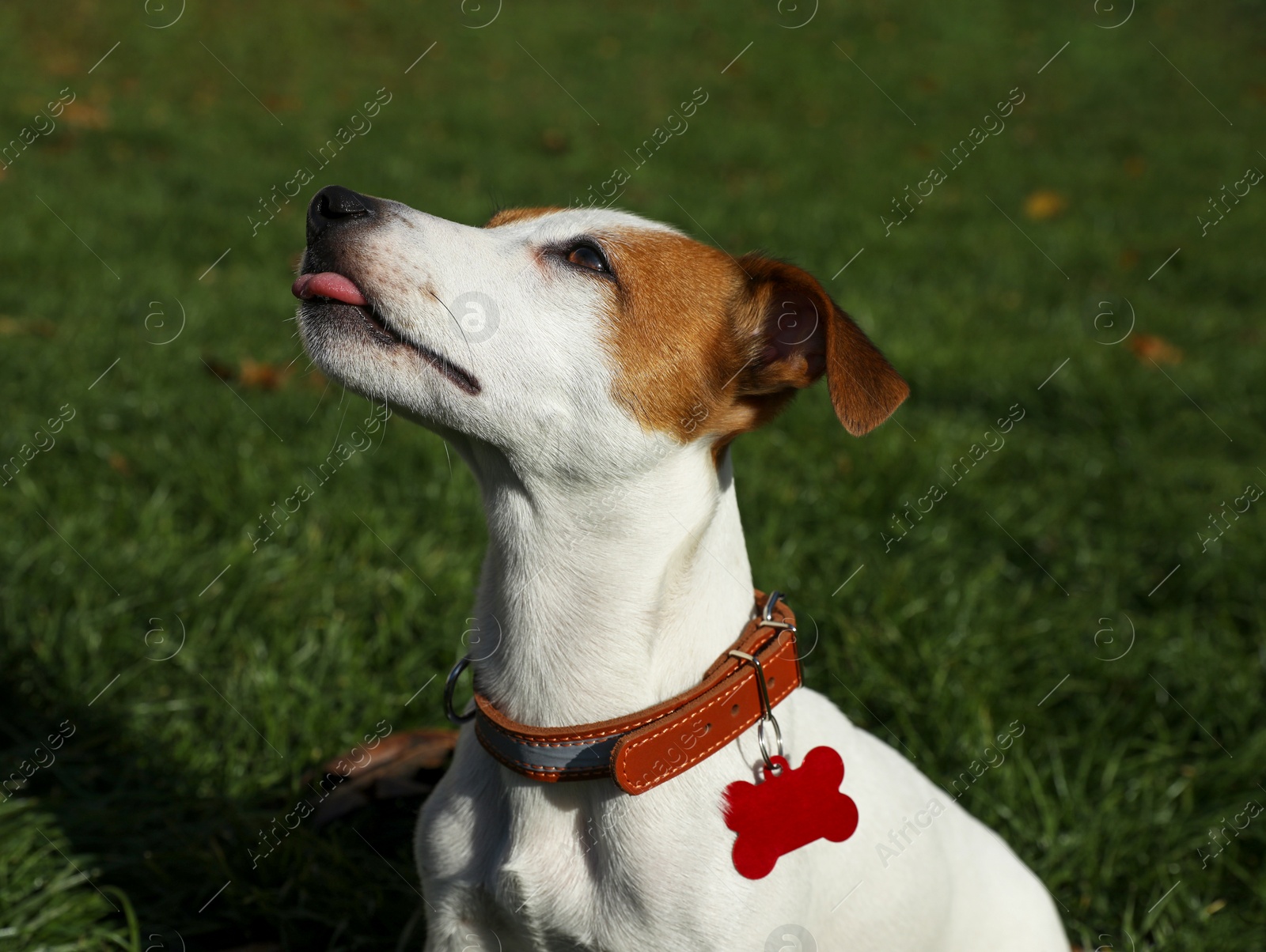 Photo of Beautiful Jack Russell Terrier in dog collar with tag on green grass outdoors