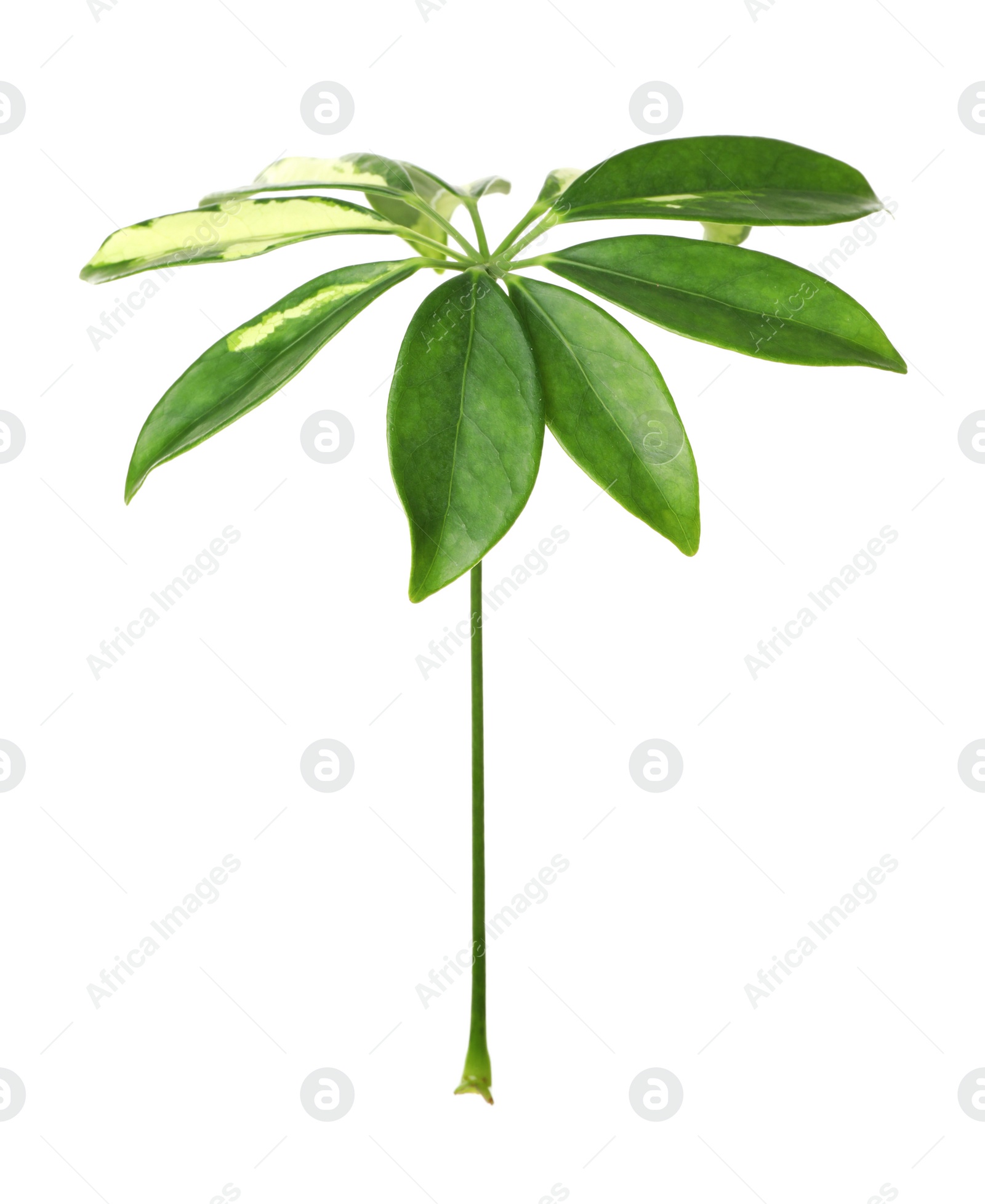 Photo of Leaf of tropical schefflera plant on white background