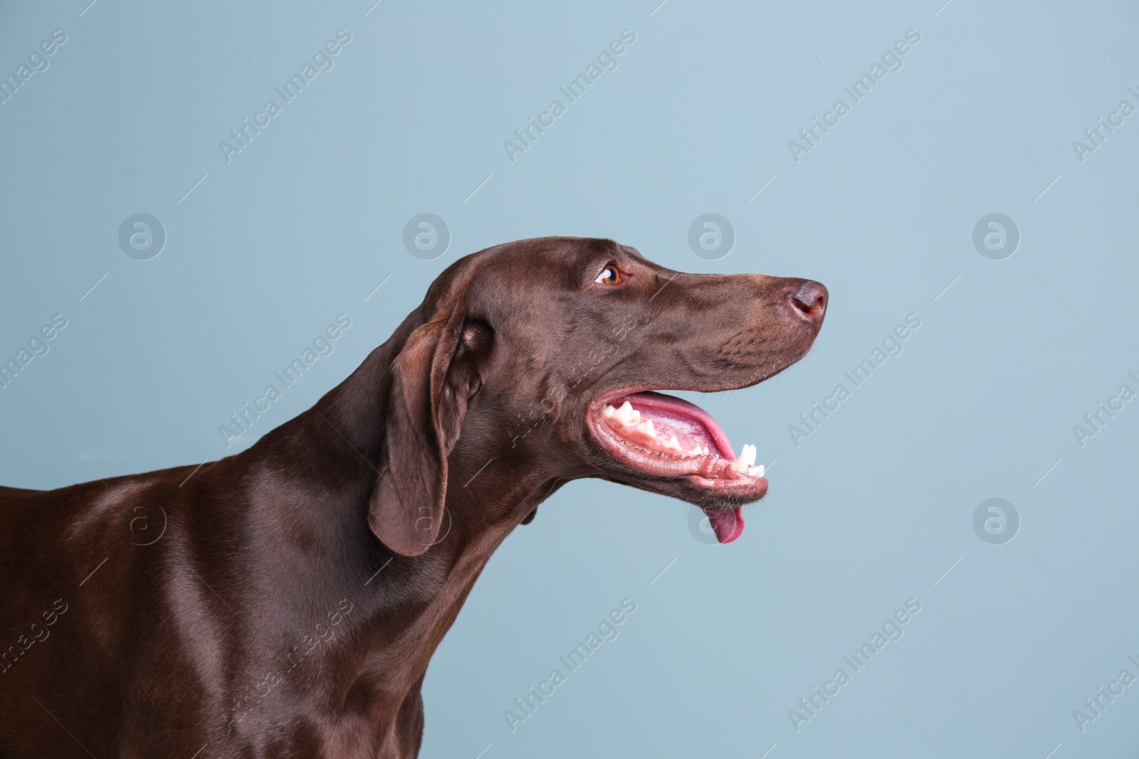 Photo of German Shorthaired Pointer dog on color background