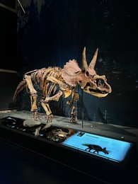 Photo of Leiden, Netherlands - June 18, 2022: Life size skeleton of Triceratops in Naturalis Biodiversity Center