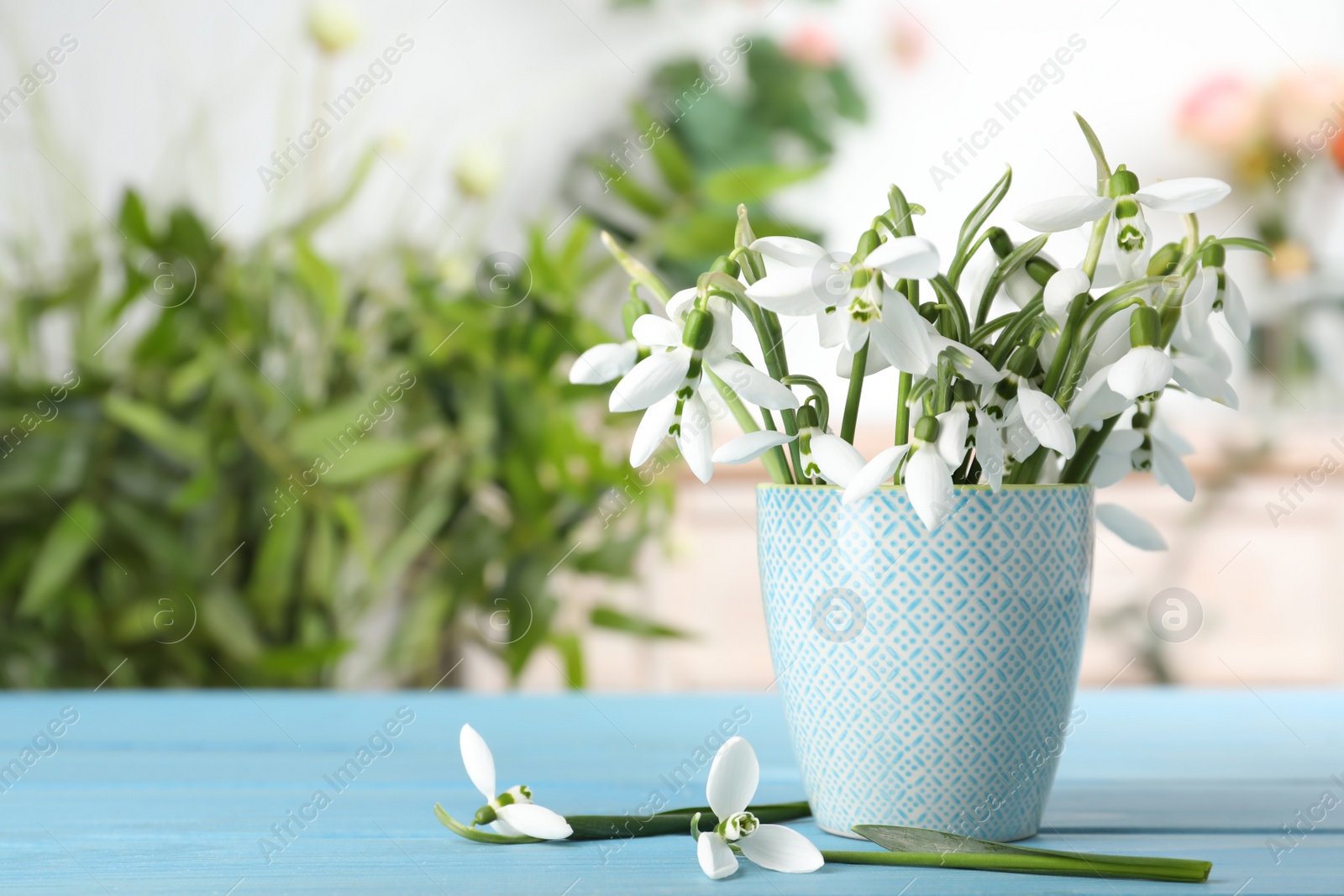 Photo of Beautiful snowdrops in cup on turquoise wooden table. Space for text