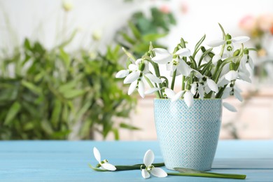 Beautiful snowdrops in cup on turquoise wooden table. Space for text