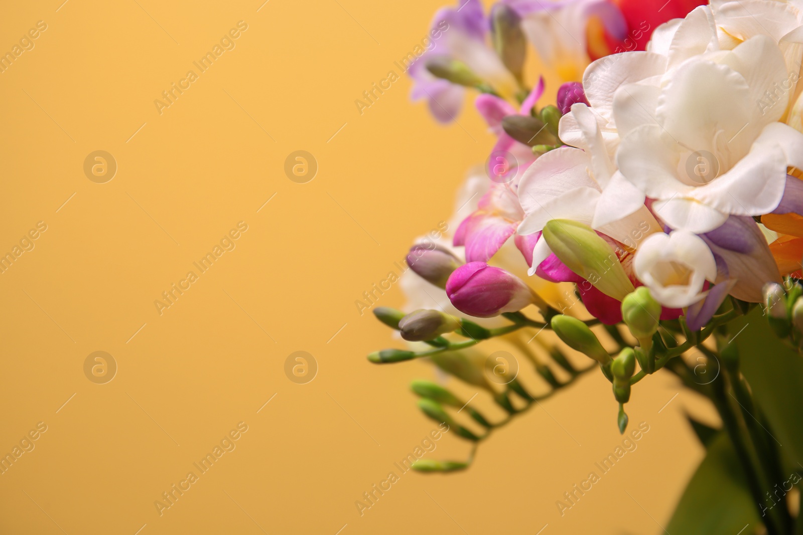 Photo of Beautiful freesia flowers on color background