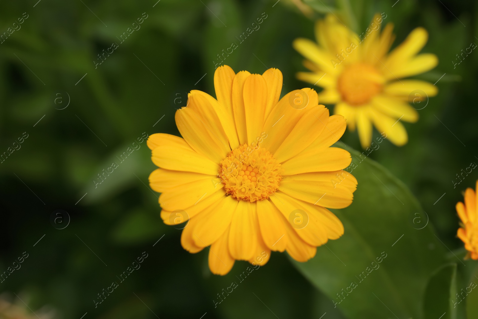 Photo of Beautiful blooming calendula flower outdoors, closeup view