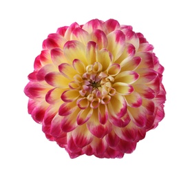 Photo of Beautiful blooming dahlia flower isolated on white