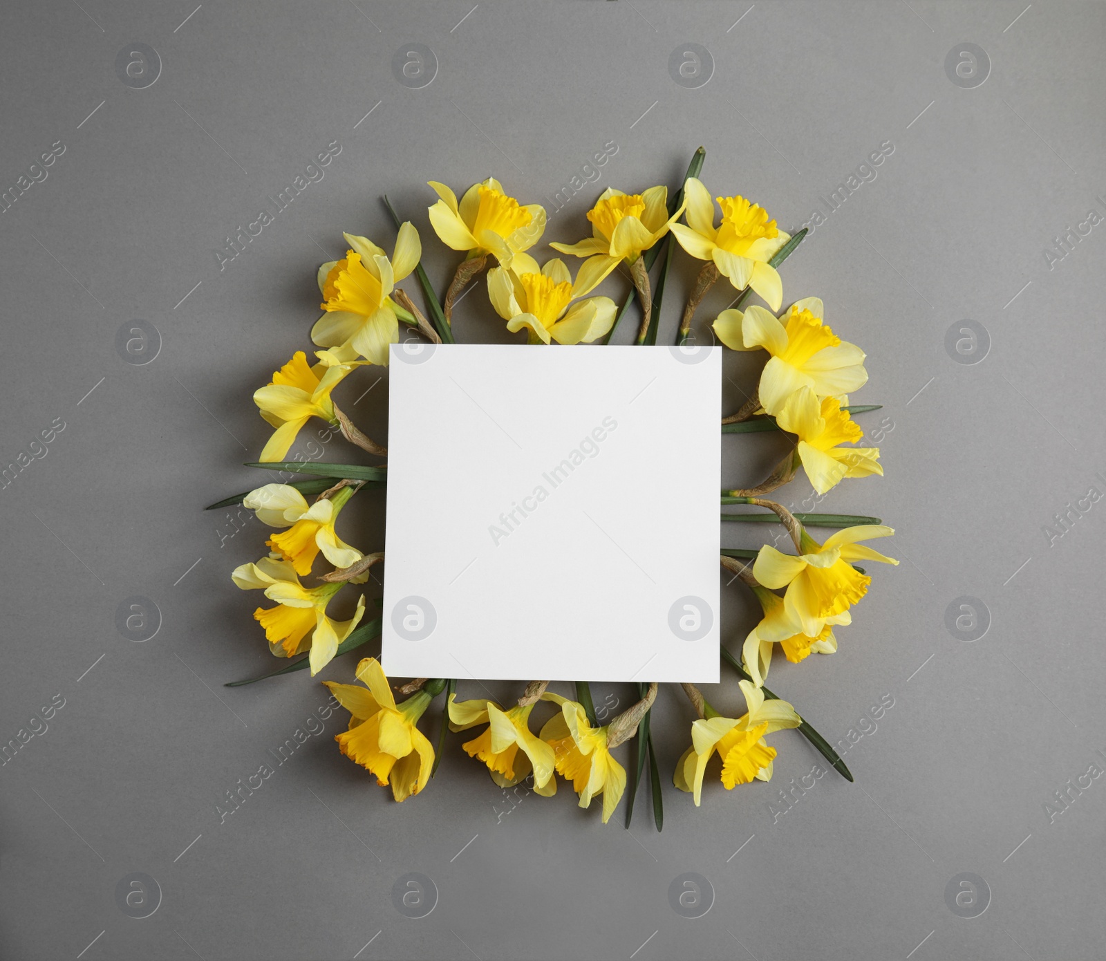 Photo of Flat lay composition with daffodils and space for text on grey background. Fresh spring flowers