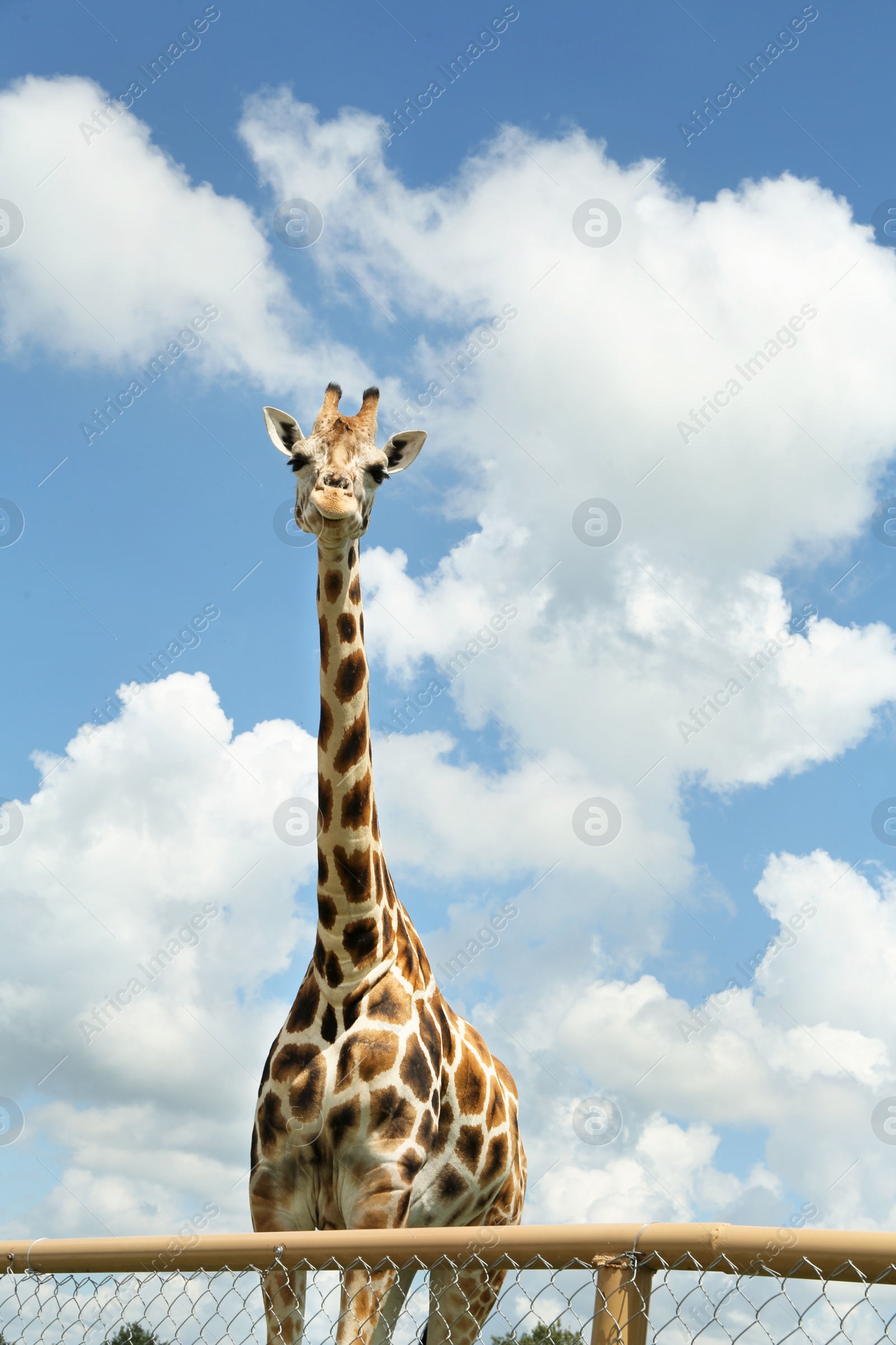 Photo of Beautiful spotted African giraffe against blue sky