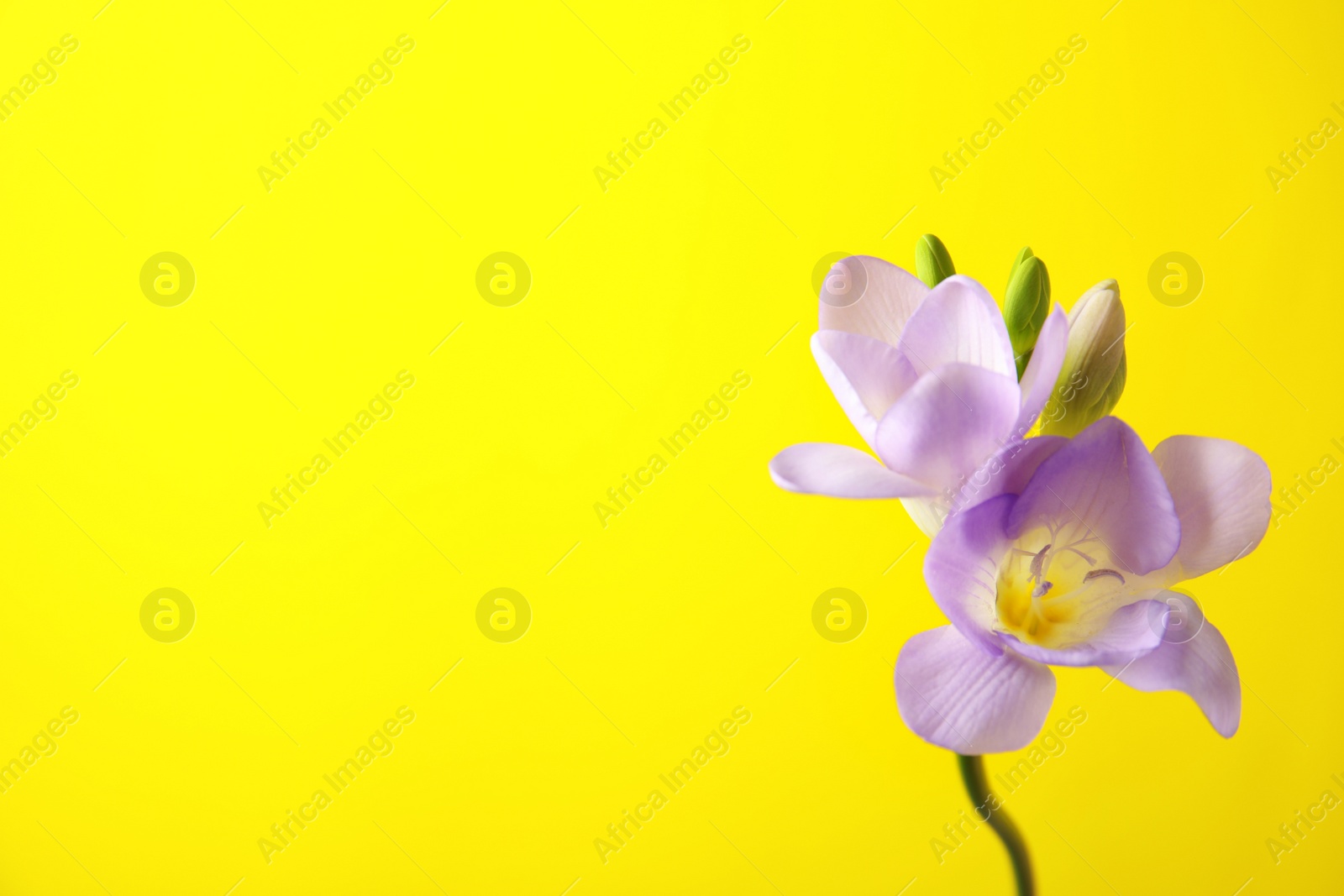 Photo of Beautiful freesia with fragrant flowers on color background. Space for text