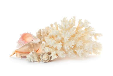 Photo of Beautiful exotic sea coral and shells on white background
