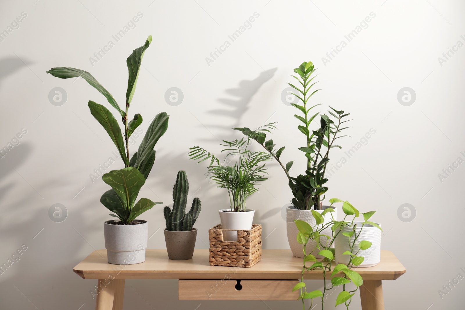 Photo of Green houseplants in pots on wooden table near white wall