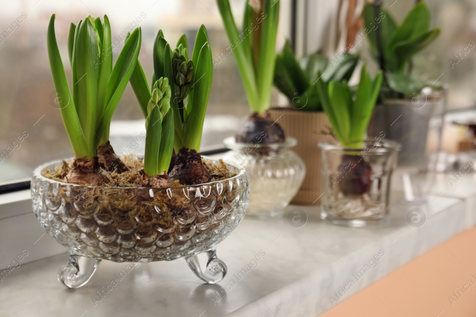 Photo of Spring is coming. Beautiful bulbous plants on windowsill indoors