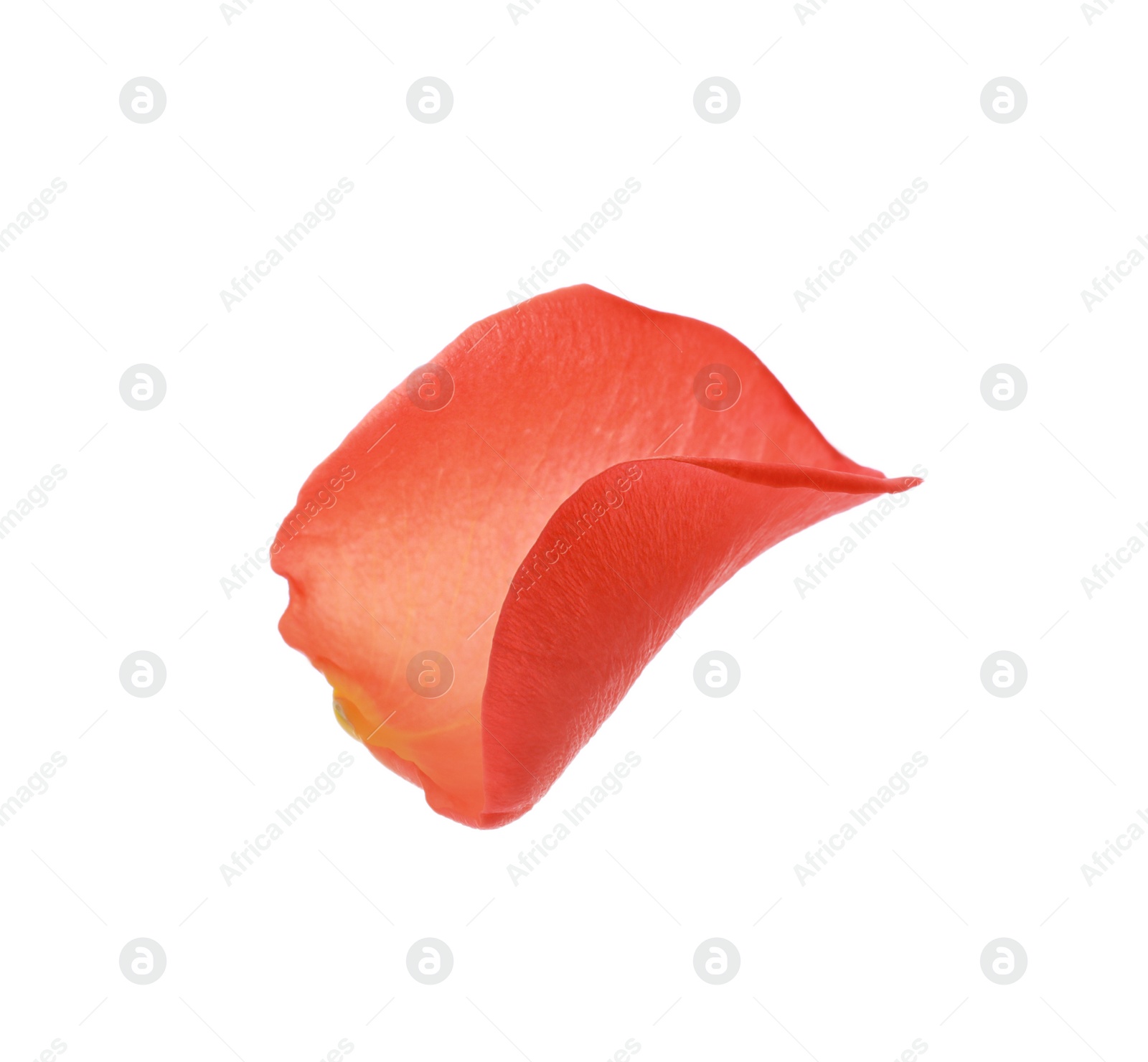 Photo of Beautiful pale red rose petal isolated on white